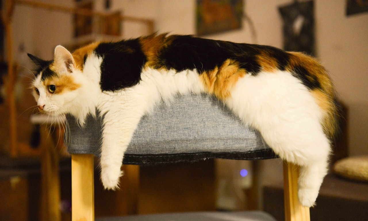 Die älteste Katze wurde 38 Jahre alt.